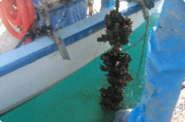 牡蠣を水揚げしていきます。海の栄養を吸って大きくなった牡蠣がこんなにいっぱい!