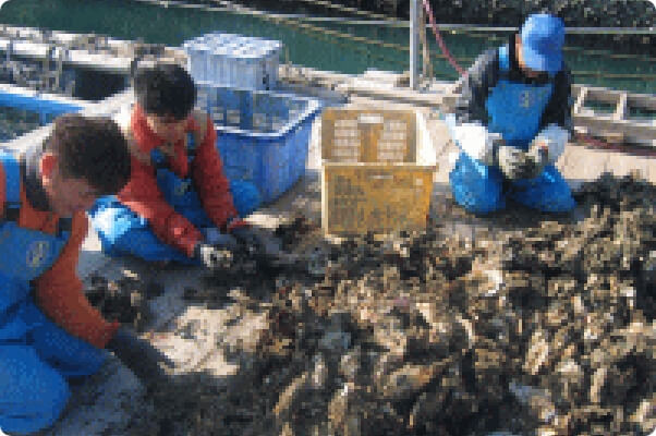 陸揚げされた牡蠣。これから選別と洗浄です。