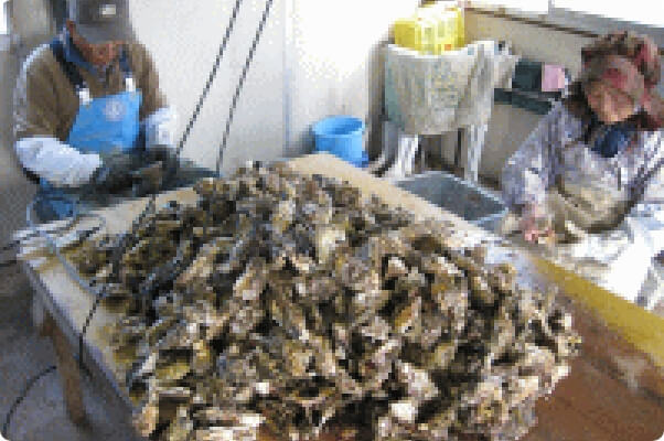 牡蠣についたフジツボを削っています。この後、再度念入りに洗浄します。